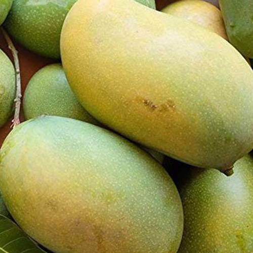 Buy cheruku rasalu mangoes online in Hyderabad - Mangoesbasket