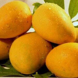 Buy himayat mangoes online in Hyderabad - Mangoesbasket