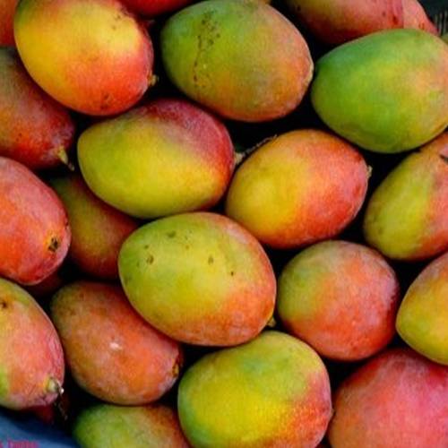 Buy suvarna rekha mangoes online in Hyderabad - Mangoesbasket