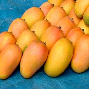 Buy kesar mangoes online in Hyderabad - Mangoesbasket